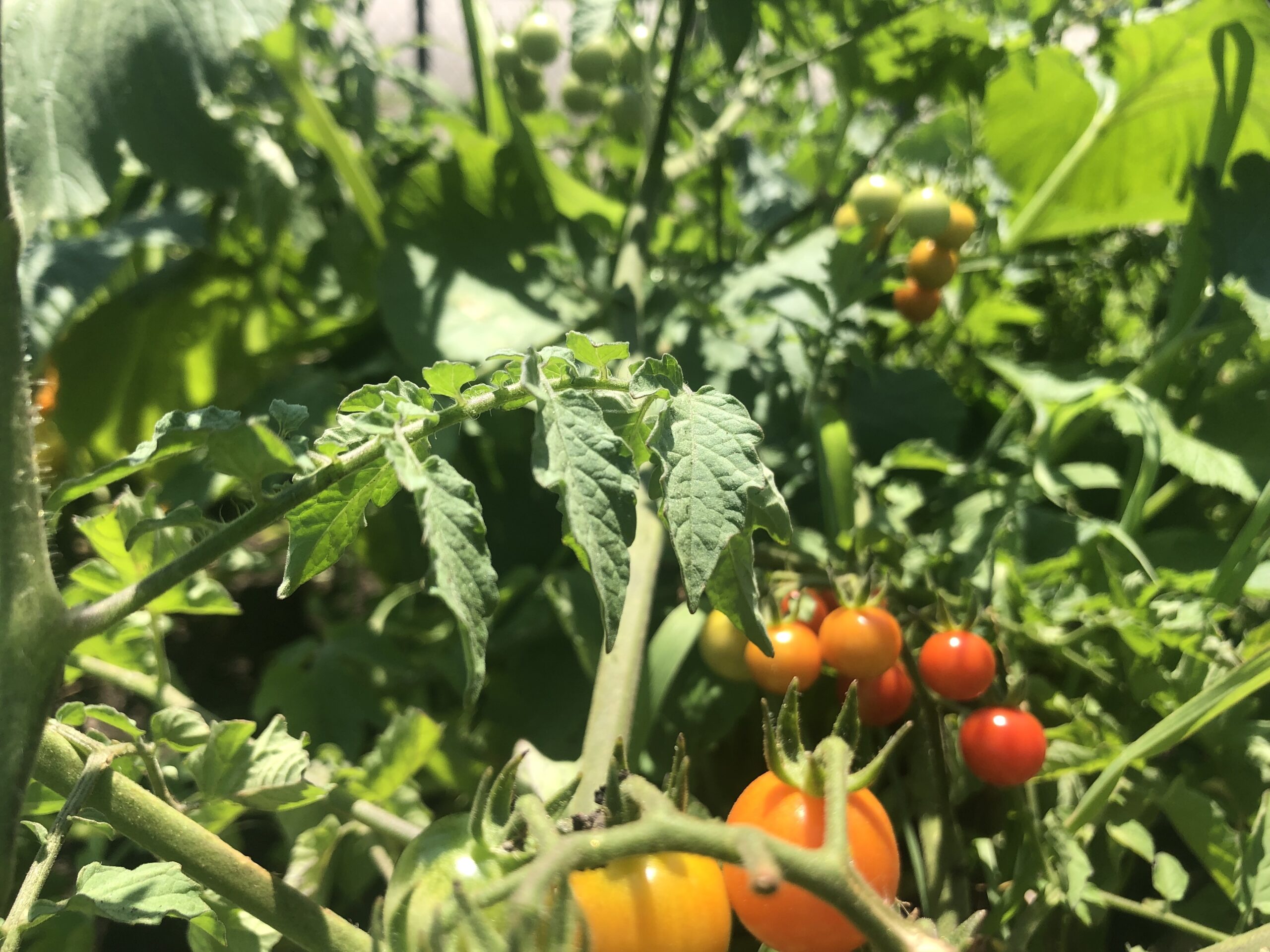 Tomatoes in a garden at KIPP Bloom