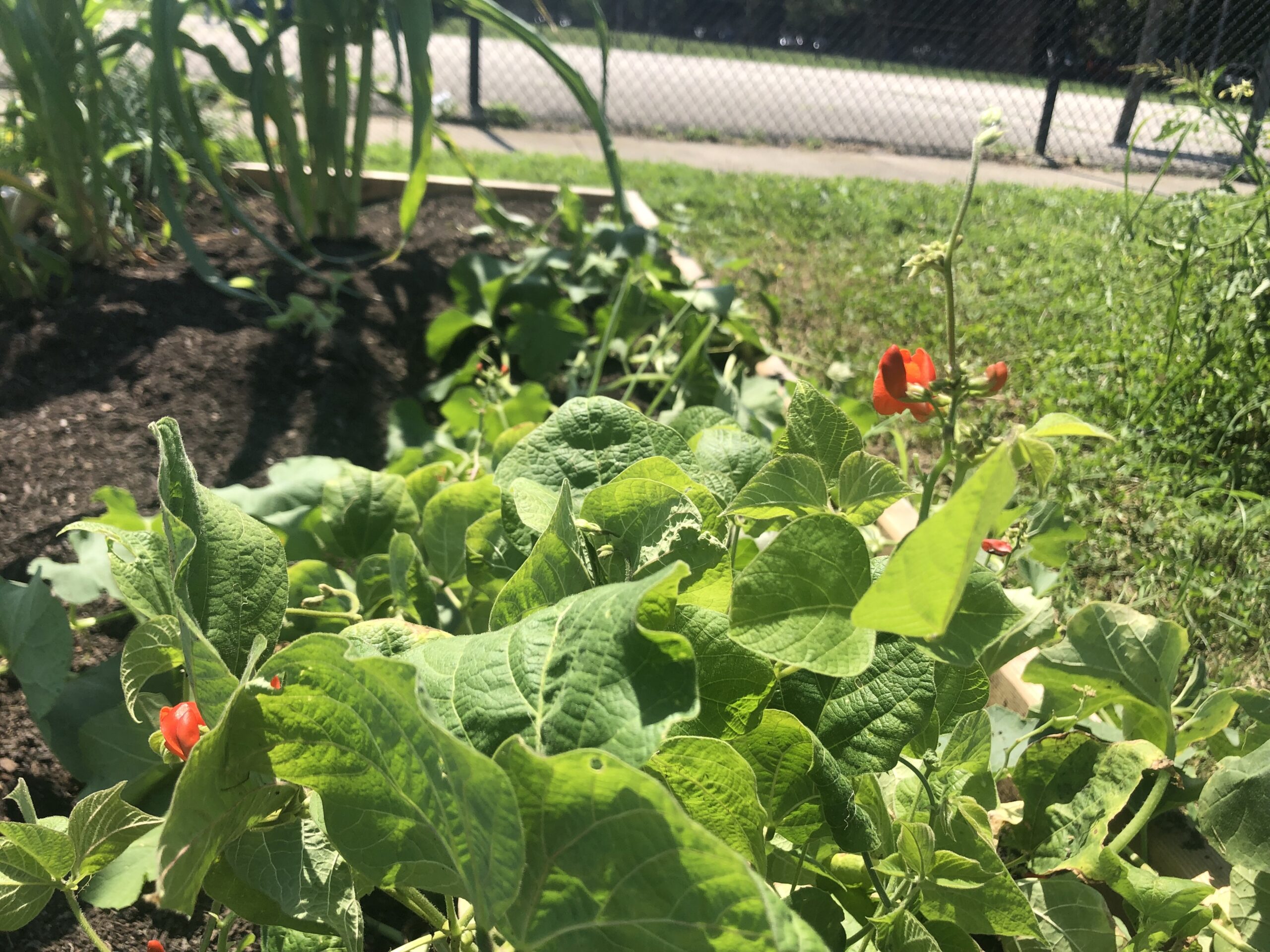 Greens at KIPP Bloom